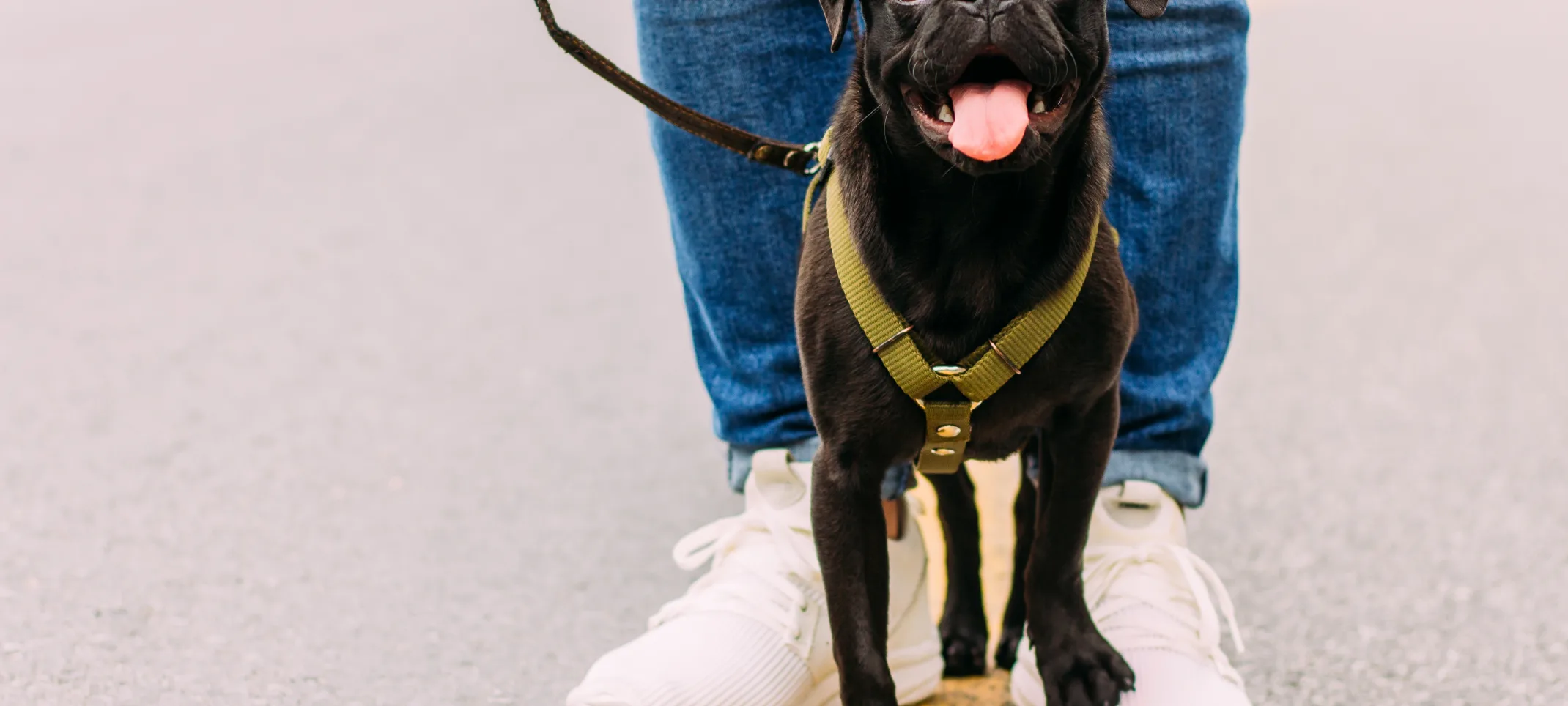 A black pug smiling and standing outside on the owner's shoe